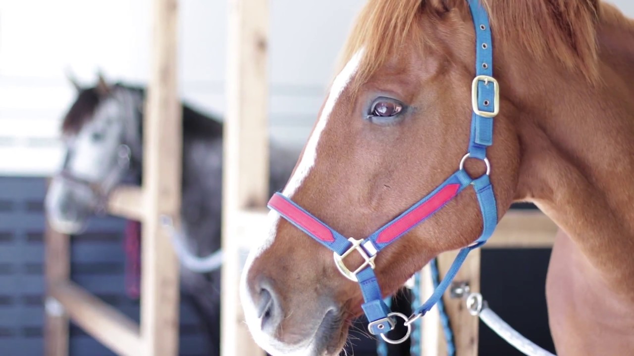 Basinghall Training Centre | Equitation Science International