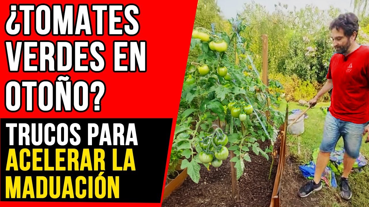¡No los tires! TRUCOS para MADURAR tomates VERDES en pleno Invierno 🍅❄️