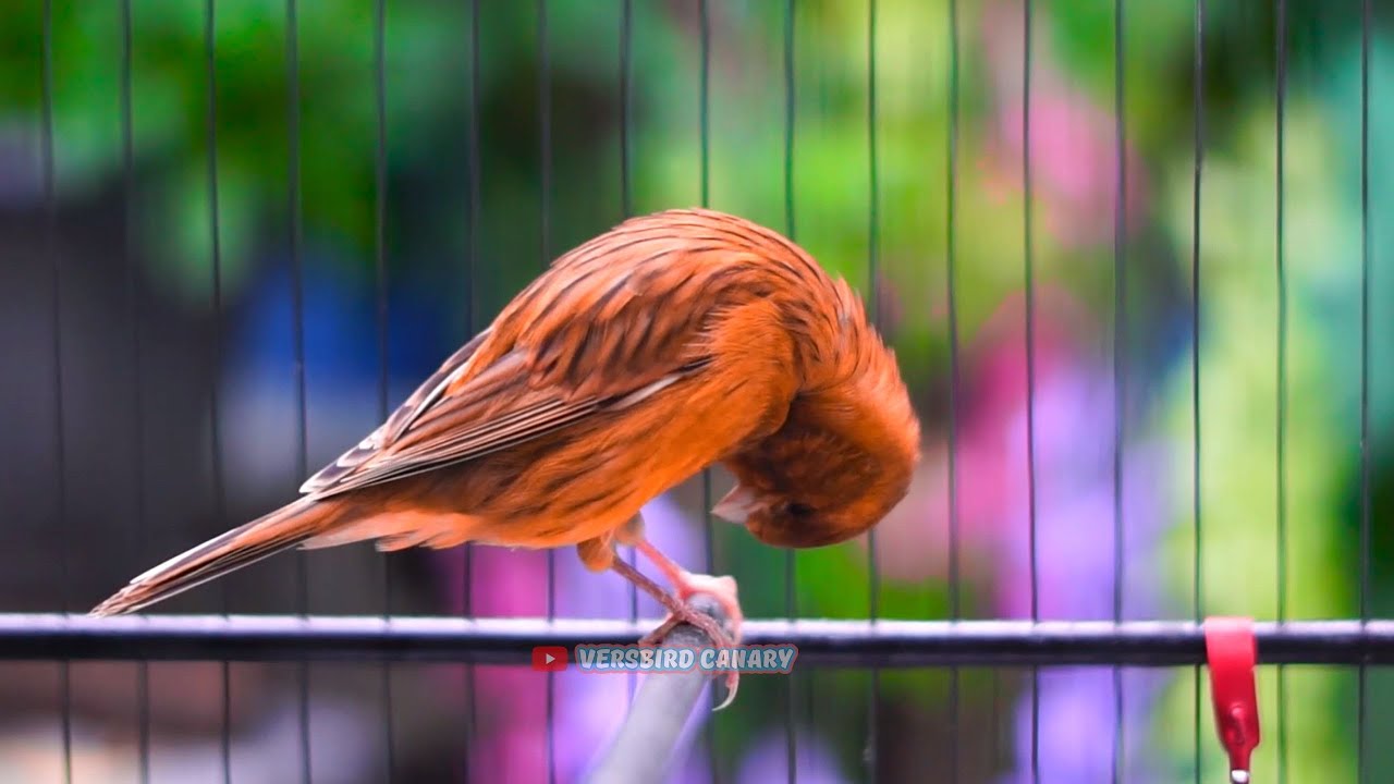 Ampuh Bikin Gacor Burung Kenari Lain Dengan Pancingan Kenari Ngeroll Nembak Panjang Ini