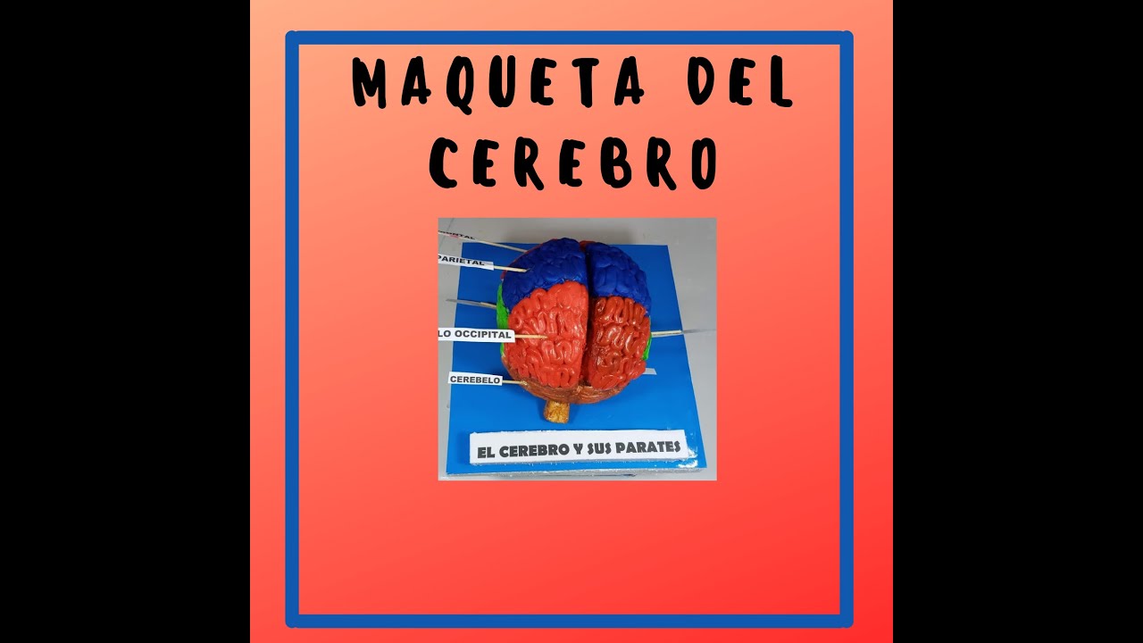 Как сделать модель мозга🧠