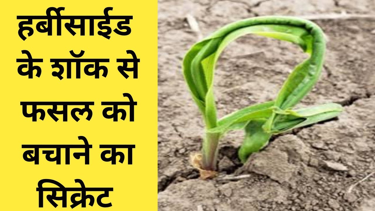 हर्बीसाईड के झटके से फसल को बाहर निकालने का सिक्रेट । Herbicide