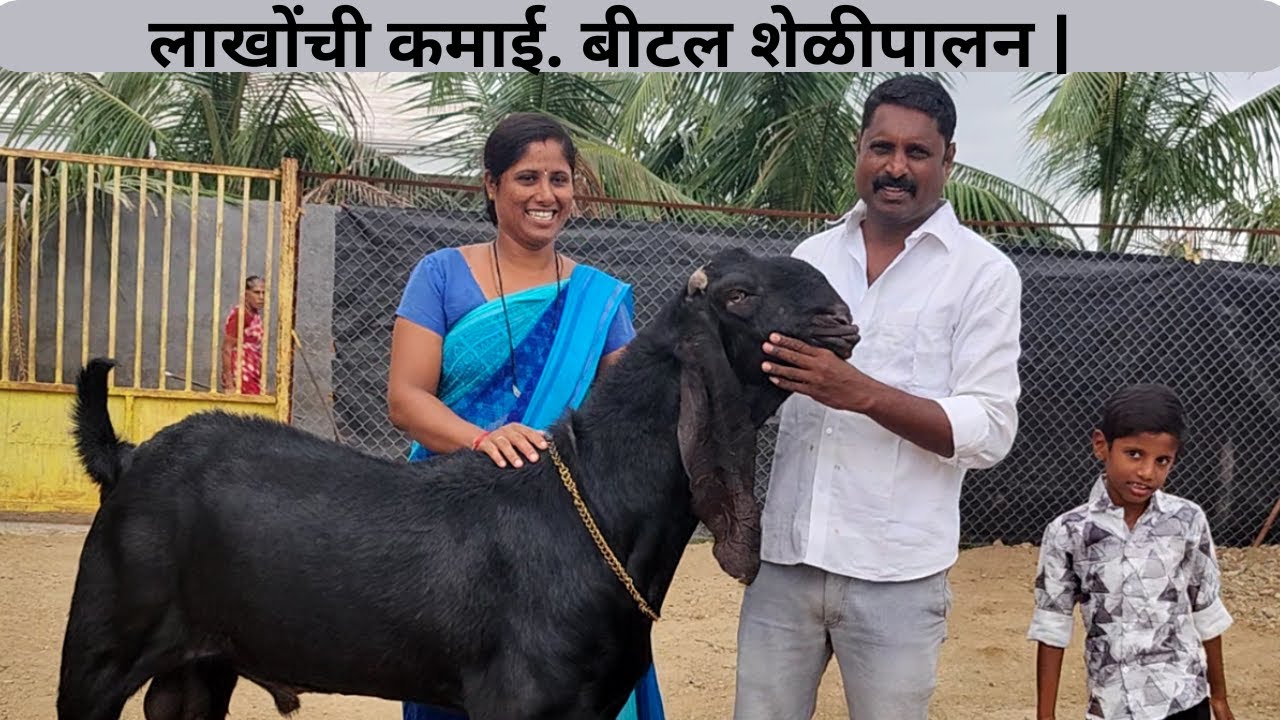 लाखोंची कमाई. बीटल शेळीपालन | बीटल शेळीपालन व्यवसाय | गोरख घनवट आबा |