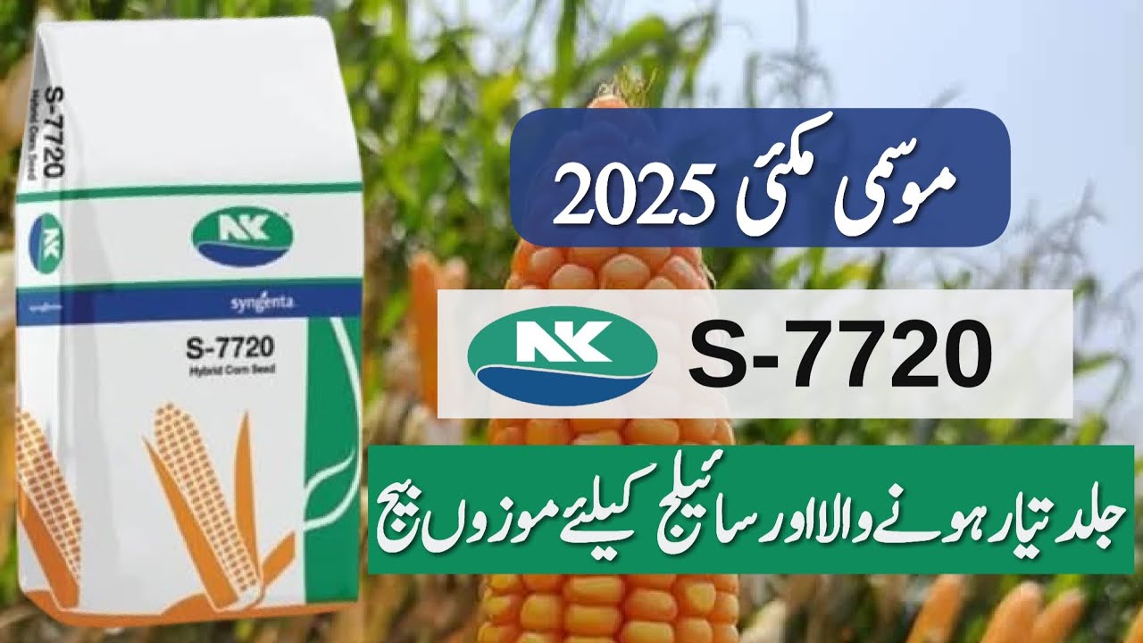 Salient Features of Syngenta S-7720 Hybrid Corn Seed || New Maize Seed || Crop Informer