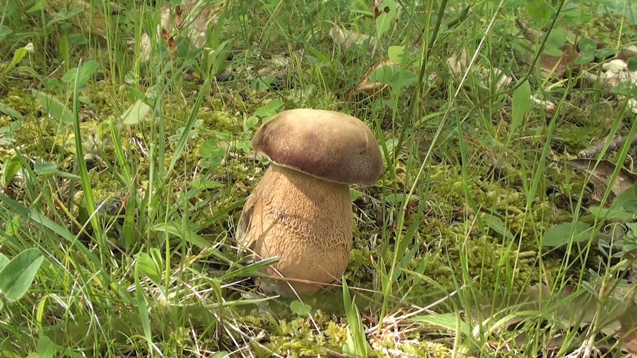 Funghi di maggio e primi porcini - un video di diavolorosso -