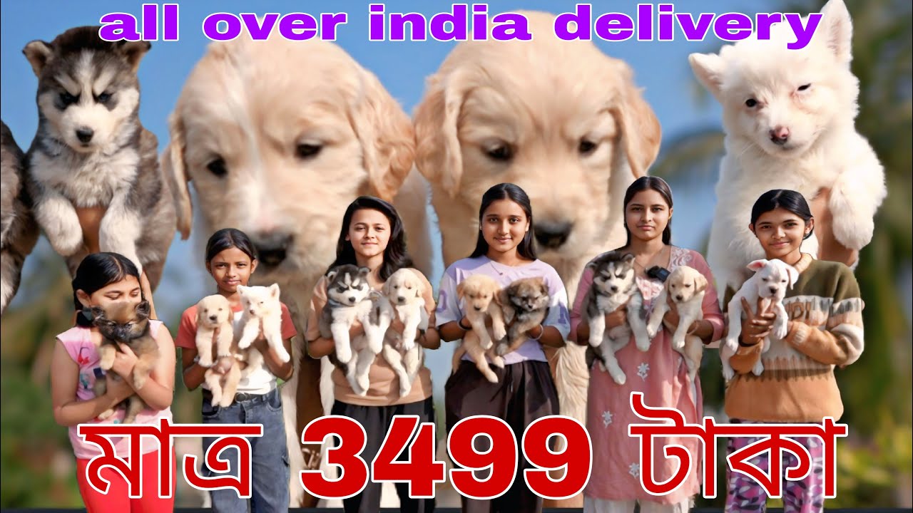 মাত্র 3499 টাকা তে কুকুর ছানা! Home breed Siberian husky!Dog market in Kolkata! culture pomeranian