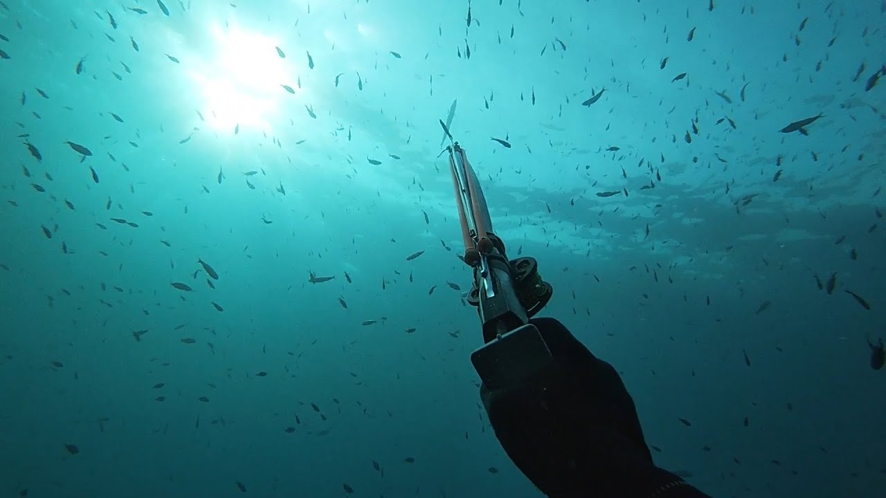 Chasse sous marine: Premier poisson à l'agachon, premier Barra !!!