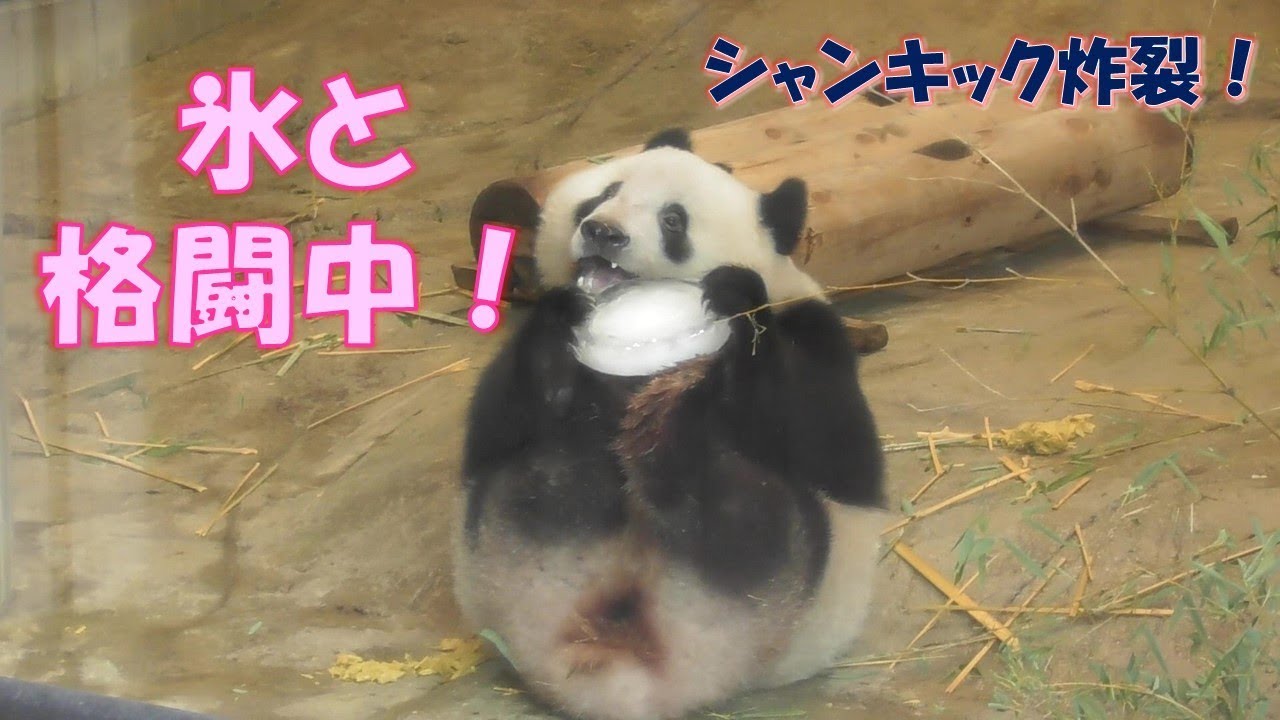 8/27シャンシャン氷に大興奮！逃げる氷に「こら待て〜！！！」上野動物園【パンダ生活チャンネル】