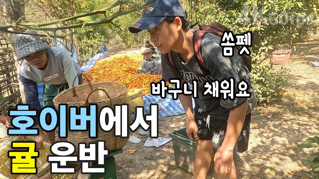 호이버에서 반나마을로 귤 운반 [4K60fps UHD] ep.328