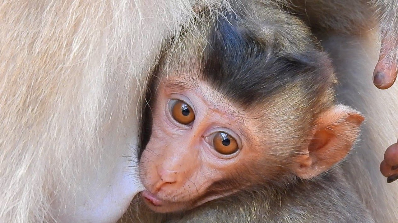 Today So Good Cute Boy Baby Monkey Rex Was Mom Monkey Rose Breastfed, Baby Rex Become To Bigger