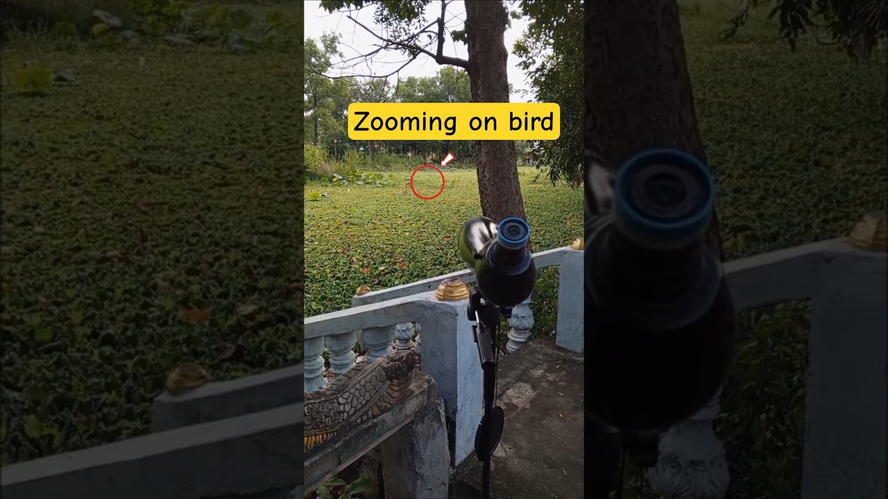 Zooming on bird through spotting scope #ZoomingSeries #zoomtest