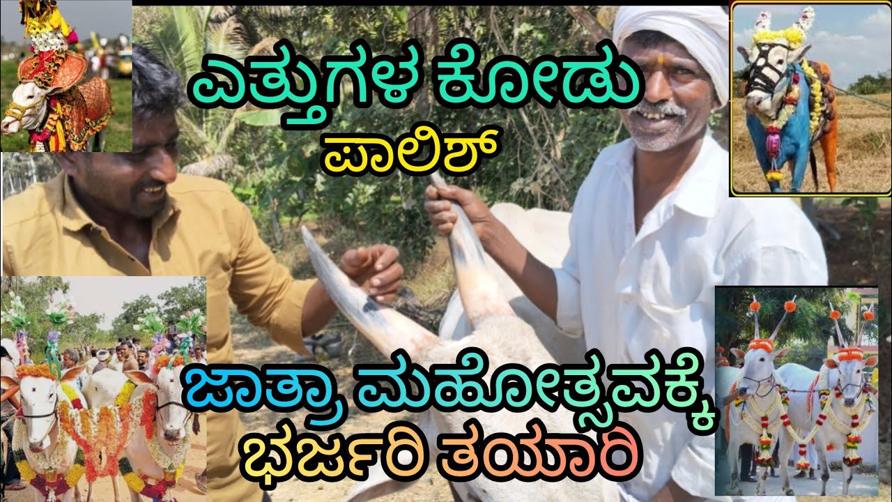 ಎತ್ತುಗಳ ಅಲಂಕಾರ ಮಾಡಲು ಕೊಂಬುಗಳ ಪಾಲಿಷ್ ಮಾಡುವುದು 