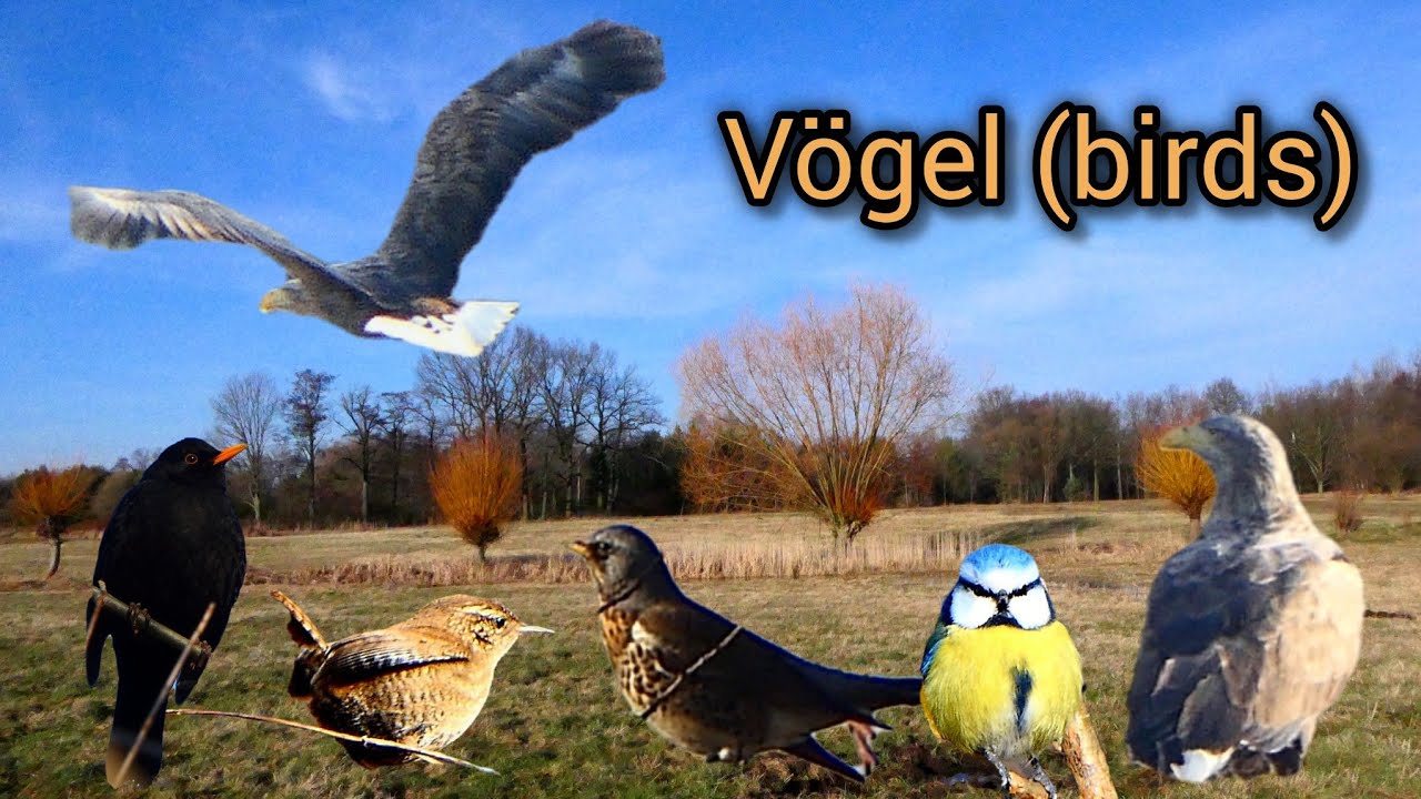 Vögel (birds) 16. - 21. Januar 26