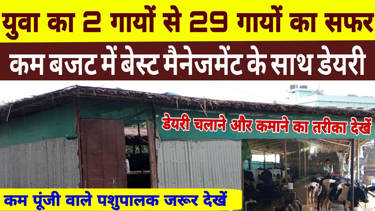 2 गायों से 29 गायों का सफर,कम बजट बेस्ट मैनेजमेंट/small dairy farm bihar/dairy farm bihar/abs cow ||