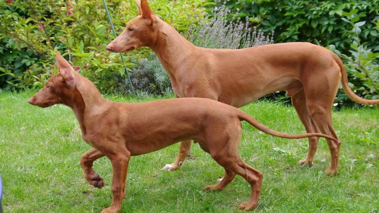 El Famoso Faraon Hound