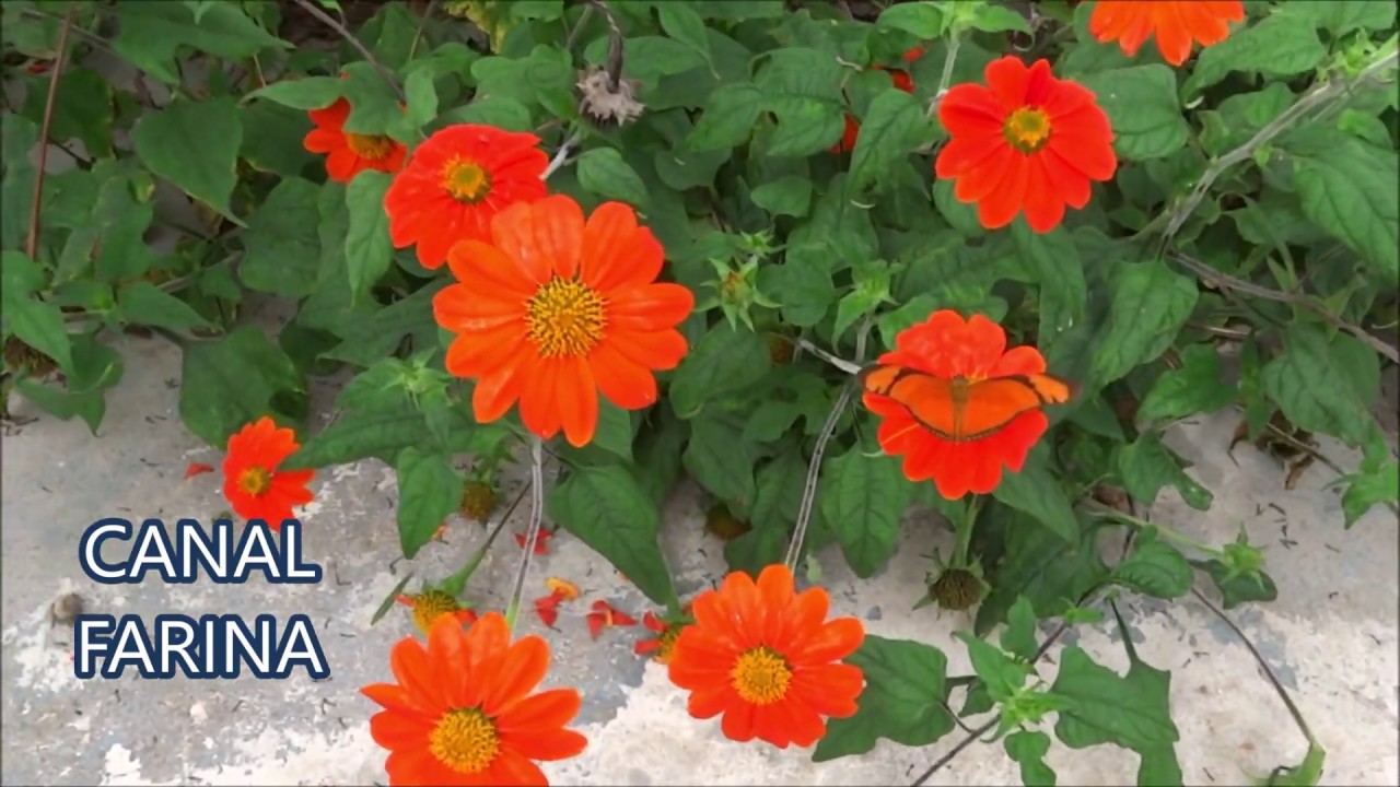 FLORES E BORBOLETAS in HD By FARINA
