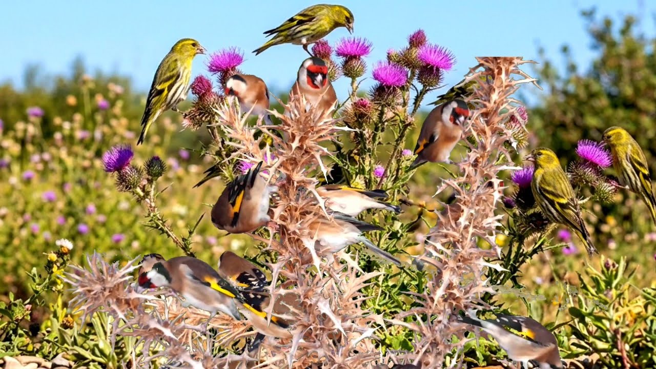 بتبتة الحسون تحفيز الحسون على التغريد والهيجان علاج صمت الحسون goldfinch stimulation #birds 