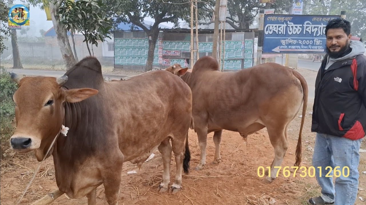 @ ২৮/১২/২০২৫|| কিভাবে কিভাবে ঢাকার খামারী কুরবানির সেরা মানের ষাঁড় গরুগুলো কিনলেন??