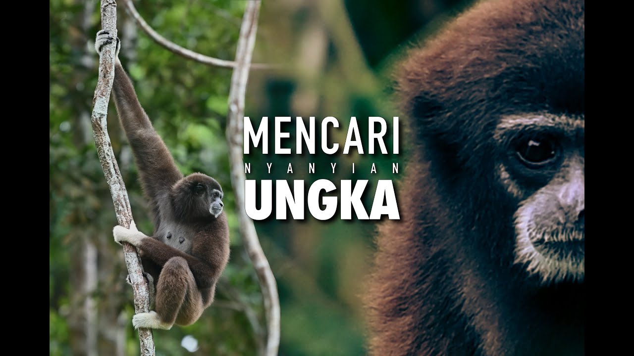 Mencari nyanyian ungka