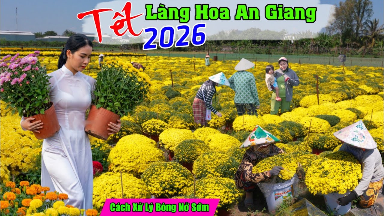 Làng hoa an giang tết 2026 hoa nở sớm lộ cách xử lý hoa nở đúng bán tết 