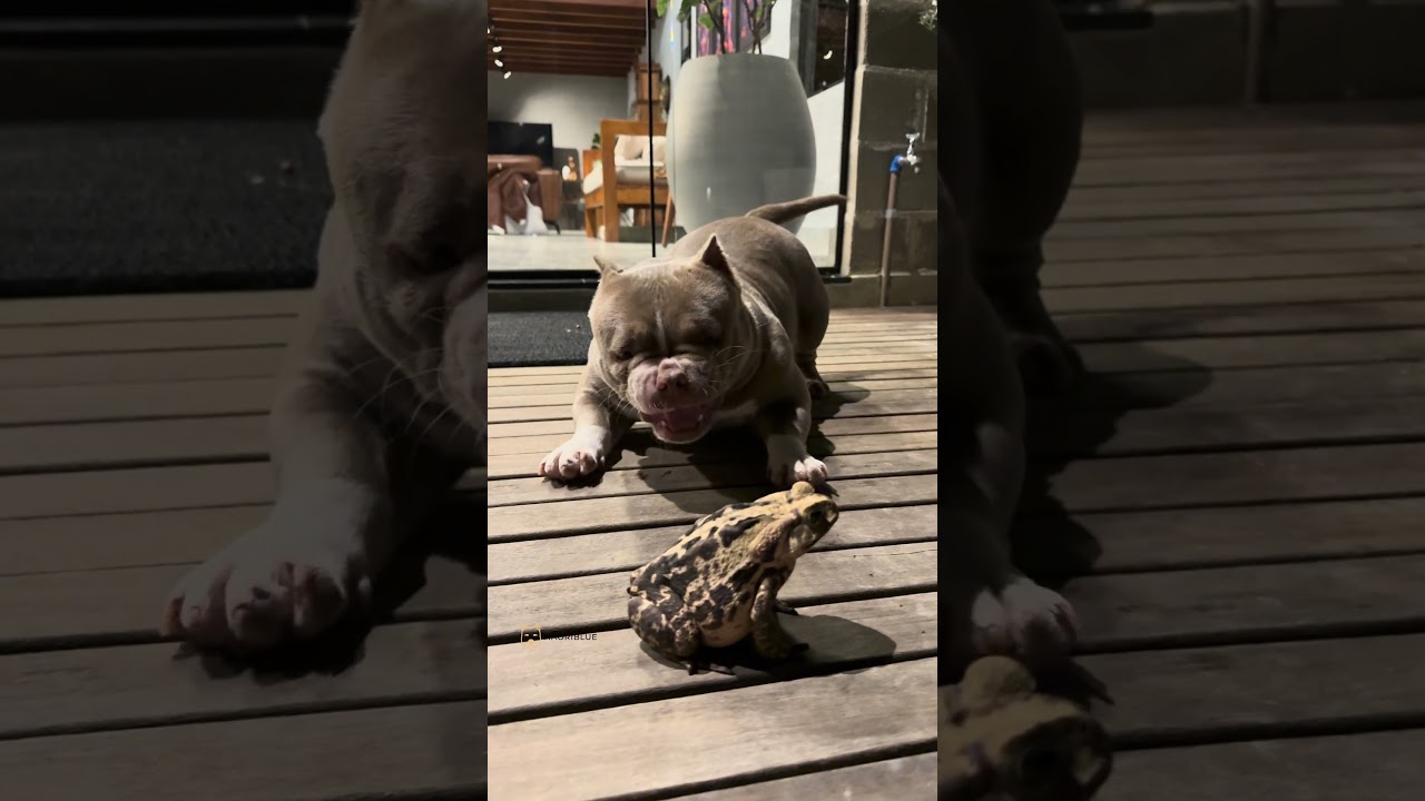 A Saga Continua: Mar&ecirc; 🐾 e o Sapolino 🐸