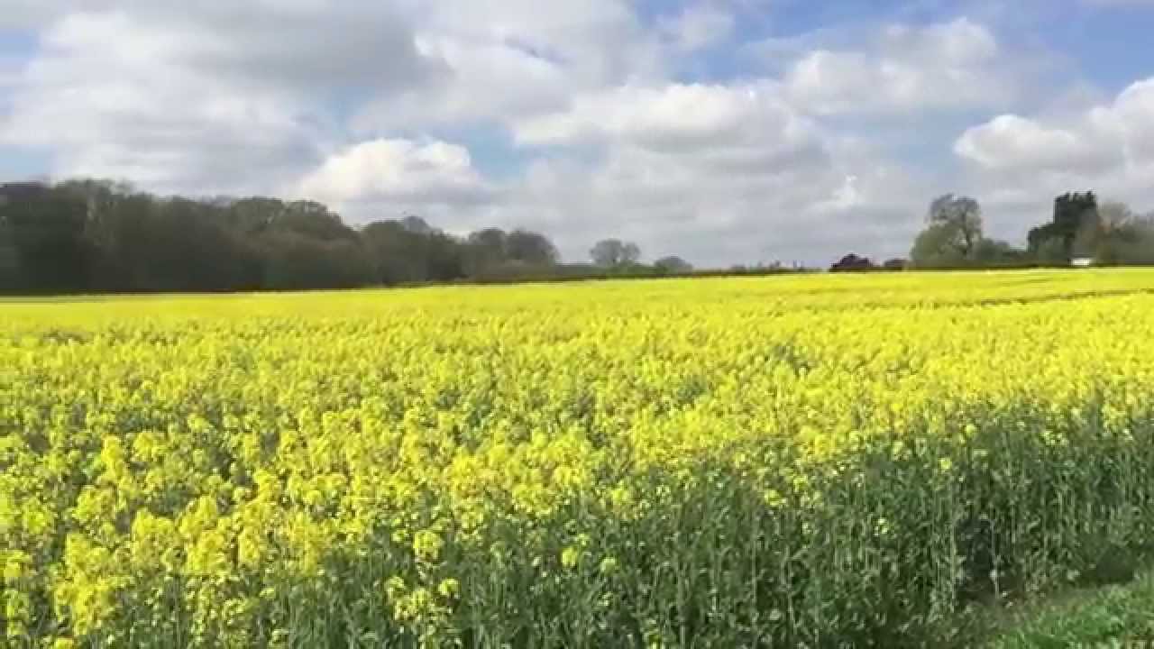 Rapeseed Oil