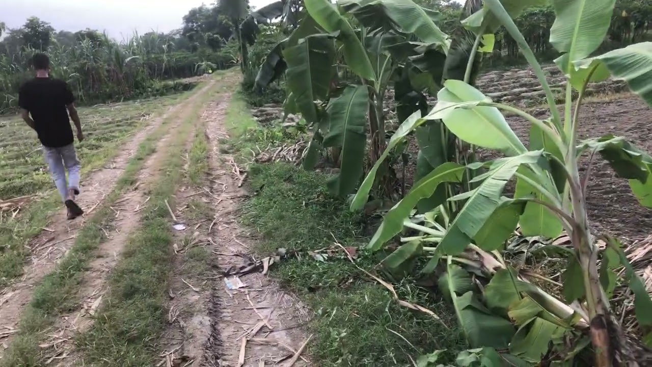 বায়রা এলাকায় রাস্তার সাথে উচু ৩২ শতাংশ জমি বিক্রয় সিংগাইর ফোনঃ ০১৩২৮৩৬৬৭১৬ 