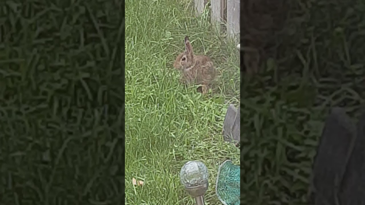 backyard bunny