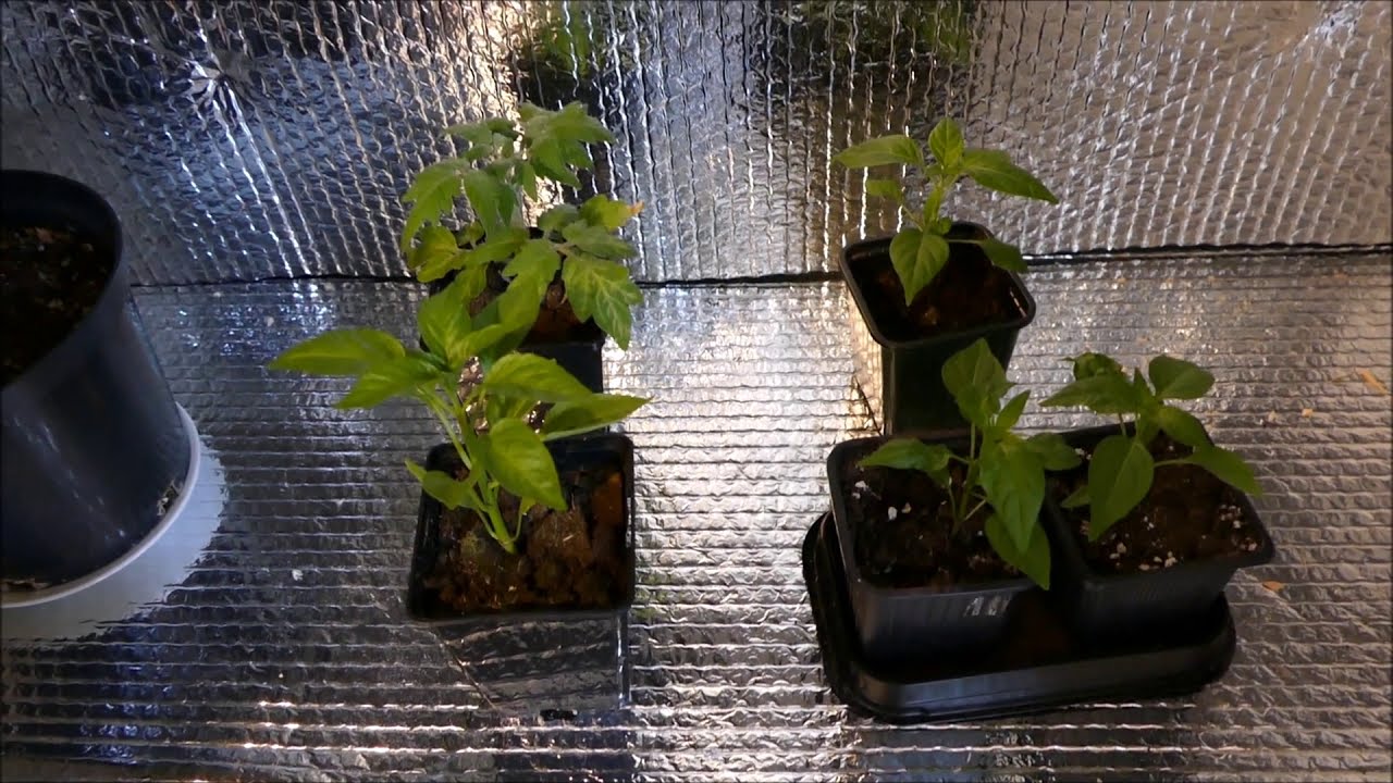 Создаю свой собственный ящик для выращивания