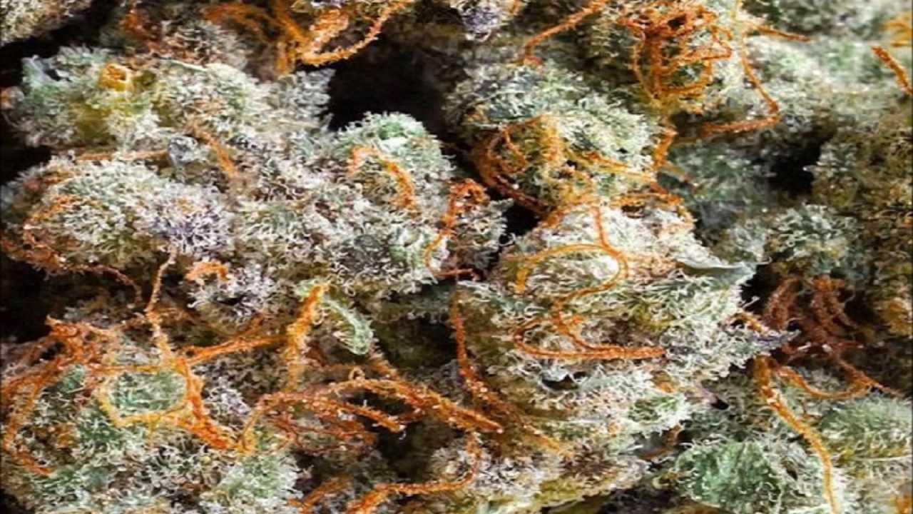 Inna Vision - Providin De Root HD
