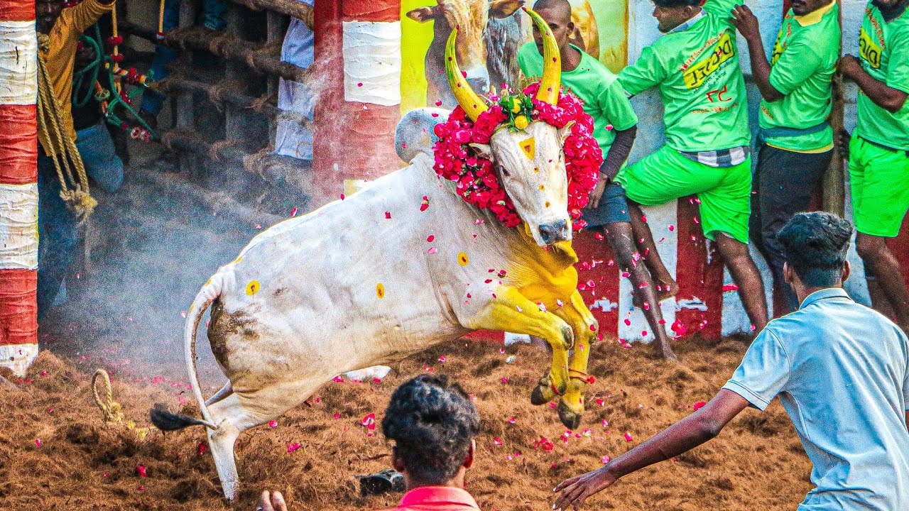 ஜல்லிக்கட்டு 2026 Videos 02 | Jallikkattu 2026 Videos 02