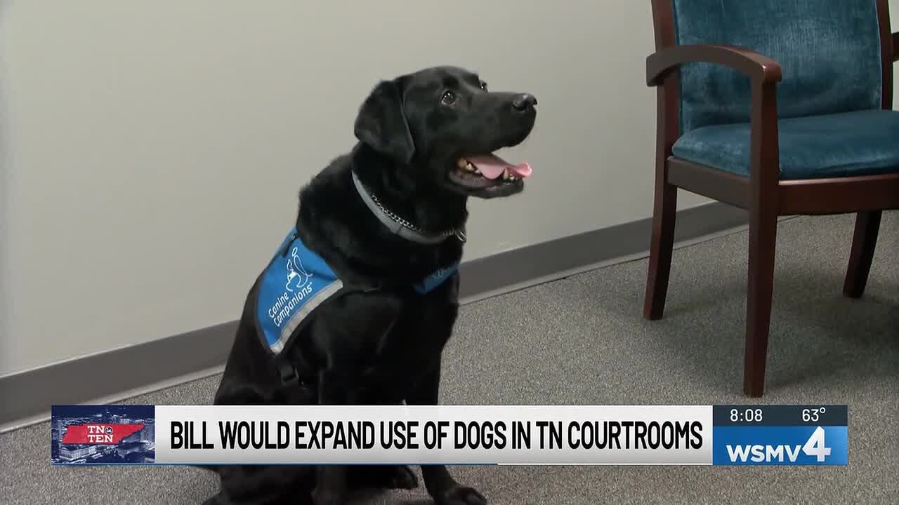 TN in Ten 2-19-26: Support dogs allowed in TN courtrooms