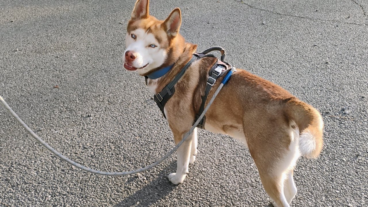 husky 🐶🐕 Friday evening 🌆 sunset 🌇 walk at the lake 🏞️ 🐿️🐦🐇🐺🐾🌞