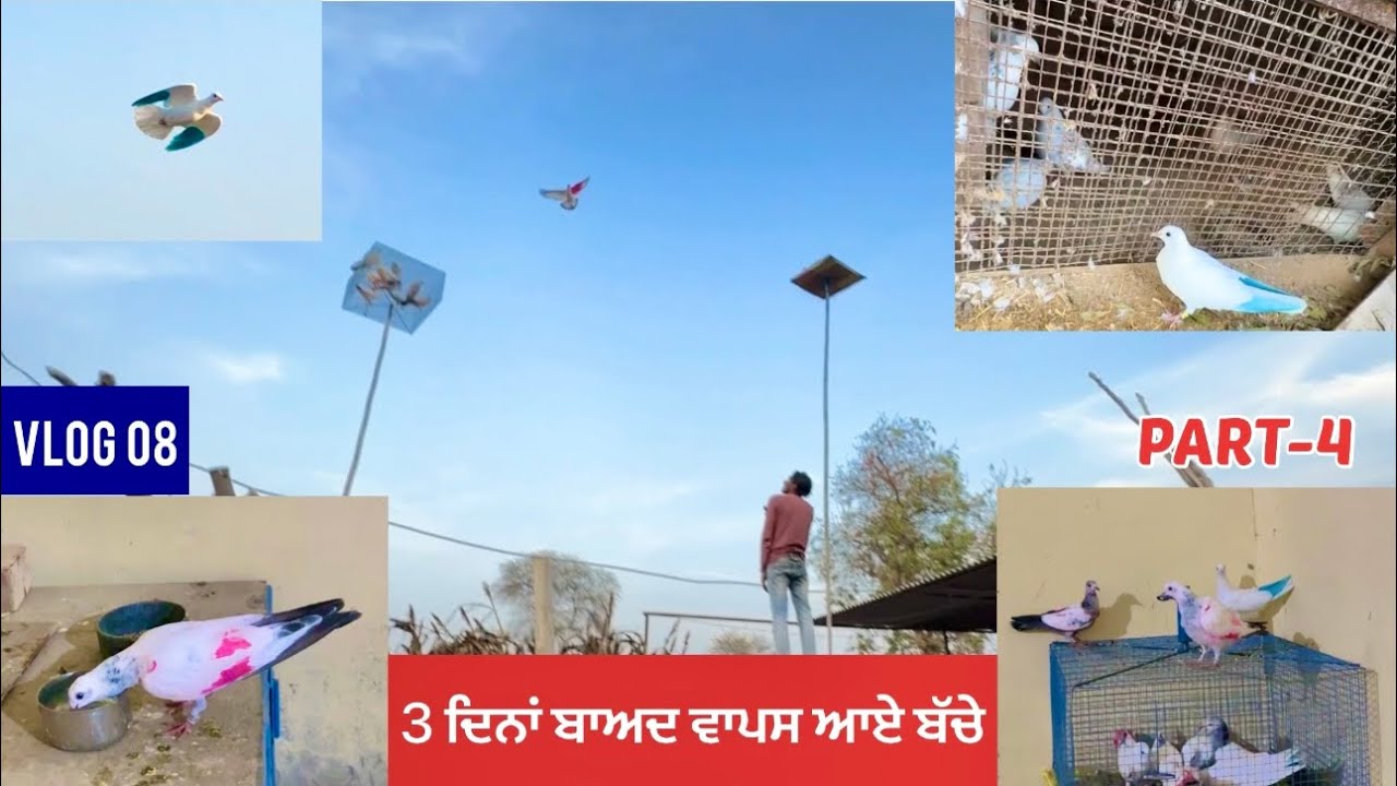 Baby pigeons came back home after 3 days 🕊️ ||  3 ਦਿਨ ਪਿੰਡ ਚ ਰੋਲਣ ਤੋਂ ਬਾਅਦ! ਬੱਚੇ ਘਰ ਵਾਪਸ ਆ ਹੀ ਗਏ…