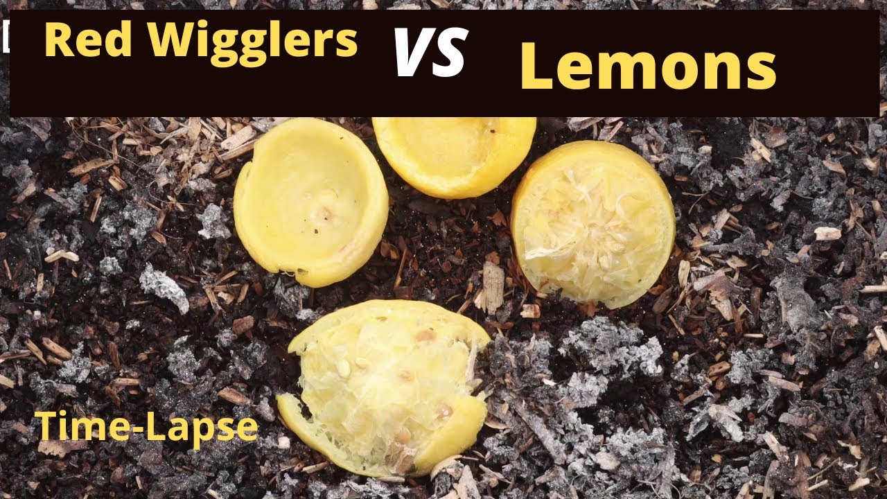 Worms vs Lemons Time Lapse 4K Multi Speed