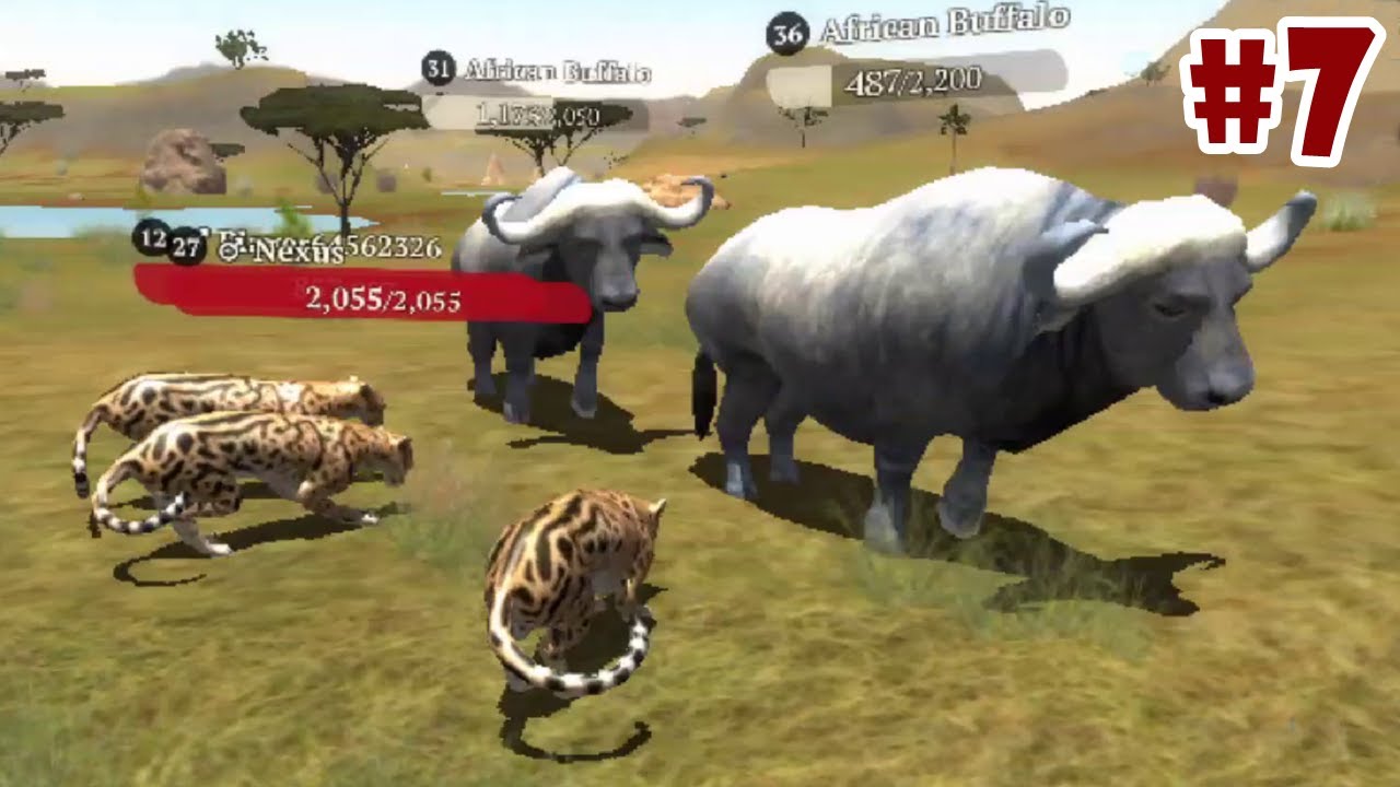 The Cheetah Online Simulator -African Buffalo- Android / iOS - Gameplay Episode 7