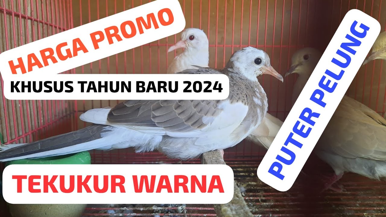 Harga Promo Tekukur Warna dan Puter Pelung di Tahun Baru 2024 #puterpelung #tekukurindonesia