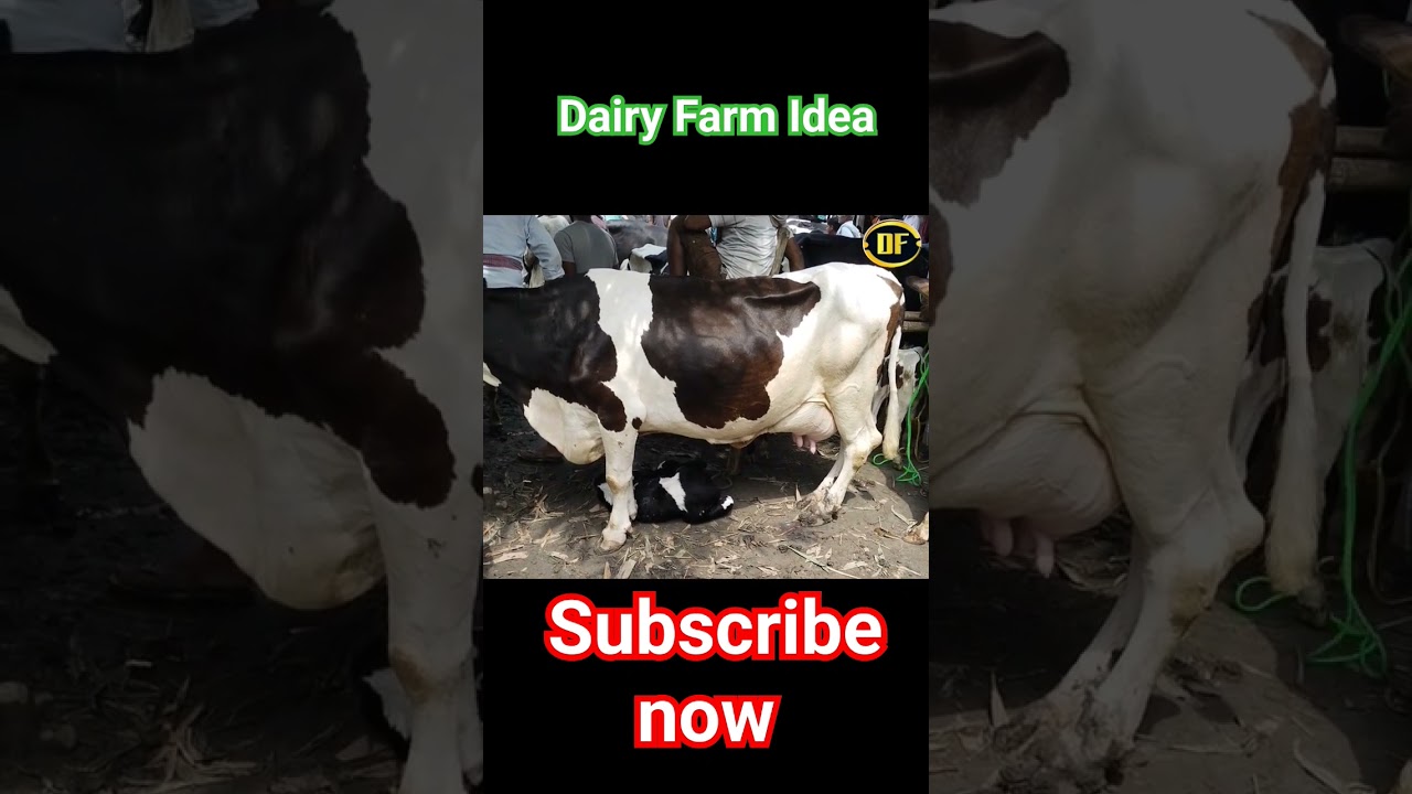 #dairyfarmidea #hfcow #animal #cowmandi #biharpashumandi #cattlemarket #cattlemarket #cow #dairy