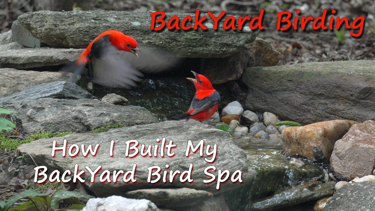 How I Built My BackYard Bird Spa