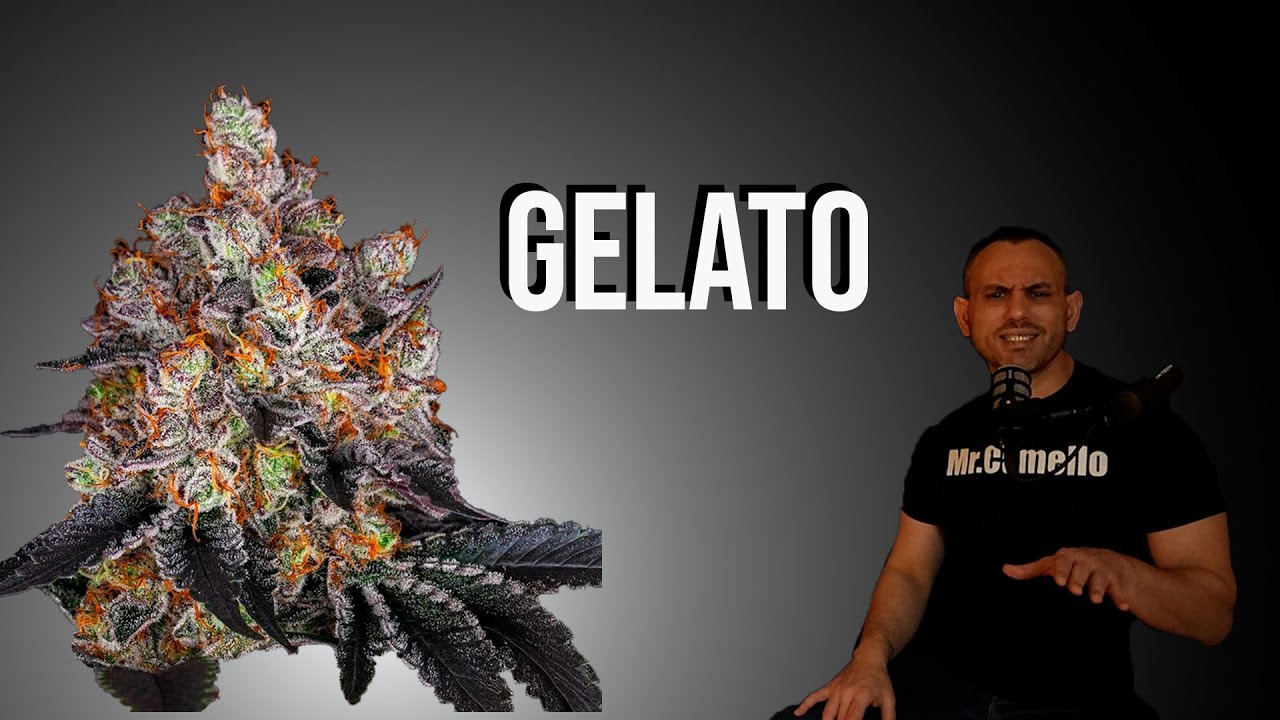 GELATO: La Variedad de Marihuana que sabe a &ldquo;Helado&rdquo;