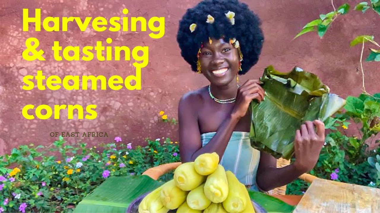 Harvesting & Tasting Steamed corns |East Africa 🌽 #viral #viralvideo #vlog