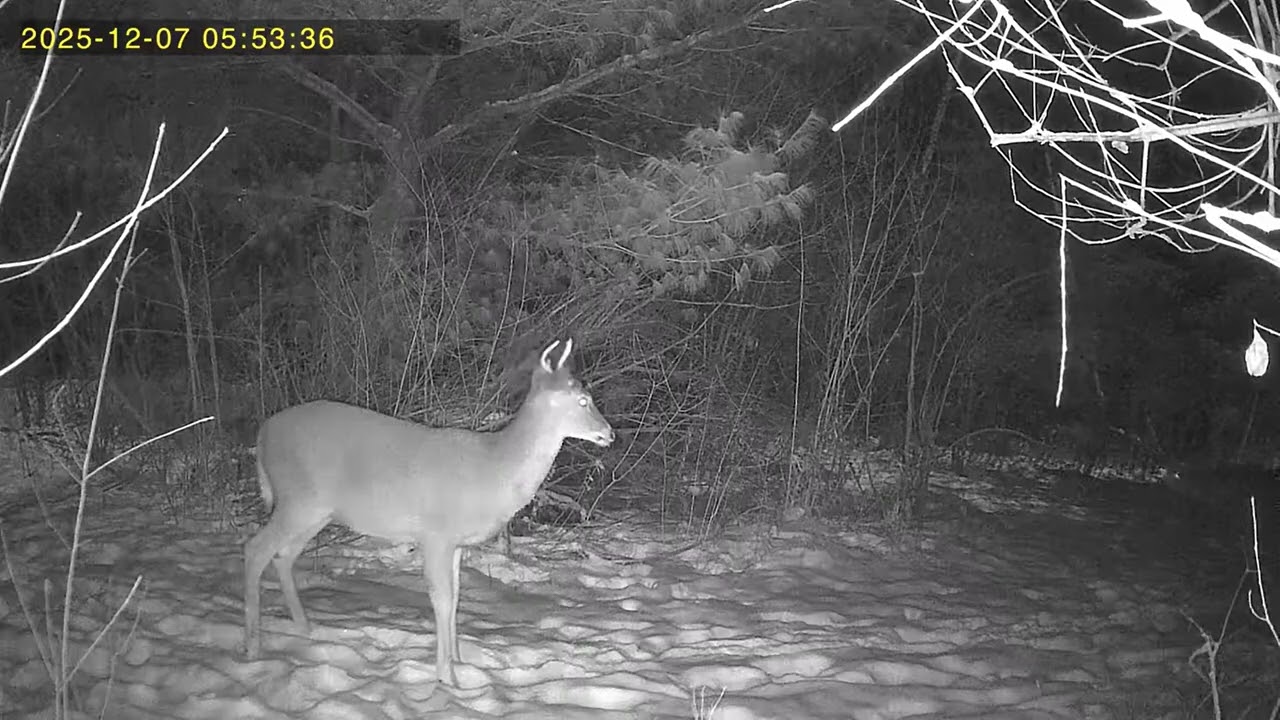 LONNIE III TRAIL CAMERA DEC 2025