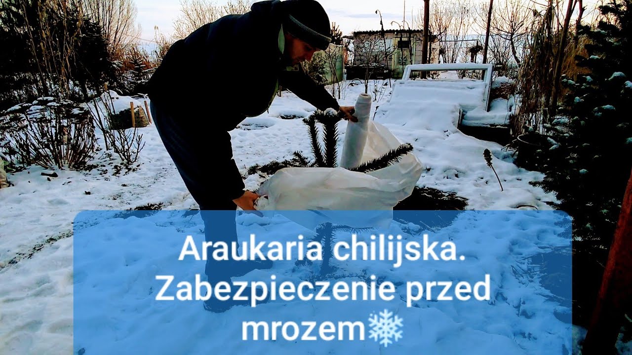 🌱#1253-Araukaria chilijska okrywanie podwójnie agrotkaniną, zimowanie. Idą mrozy po -18, -20°C🌱