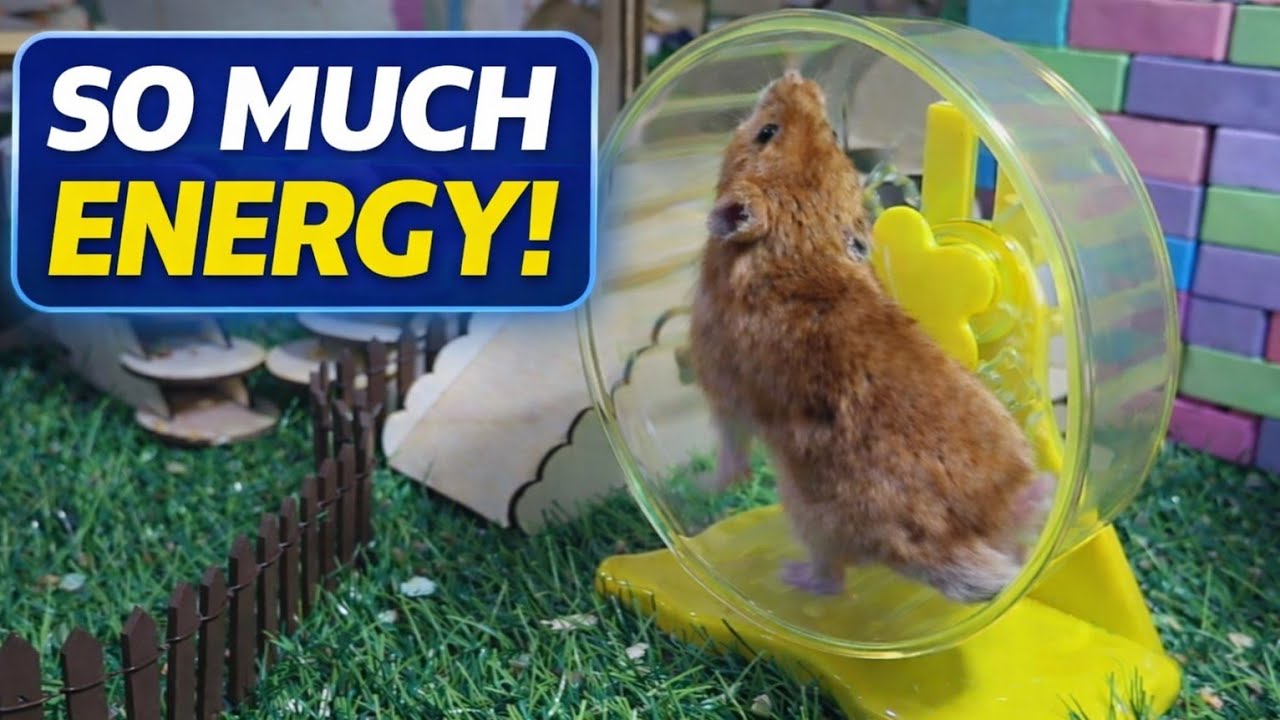 You Won’t Believe How Long This Hamster Keeps Running!