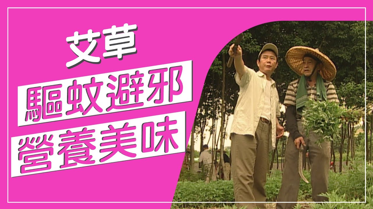 端午節掛艾草，你家艾草掛了嗎！？艾草有特殊氣味，可以驅蟲避邪，還可以入菜做艾草粿，神奇艾草超級大功效！蔬果百科真有趣】