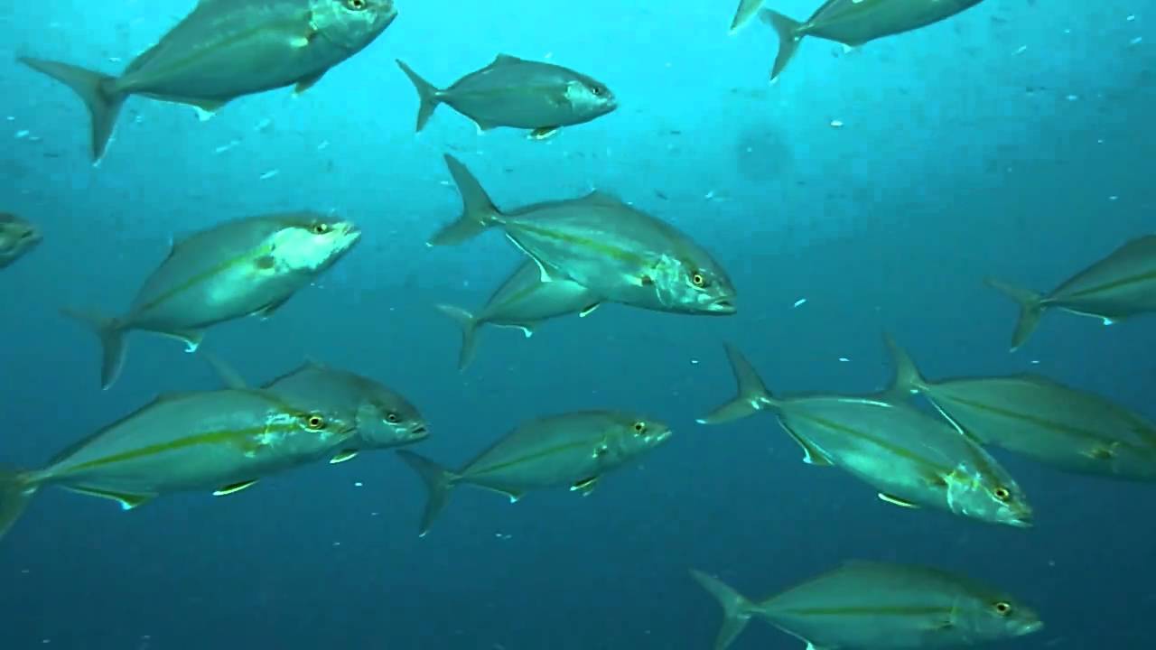 The school of Slender sprat and Greater amberjack