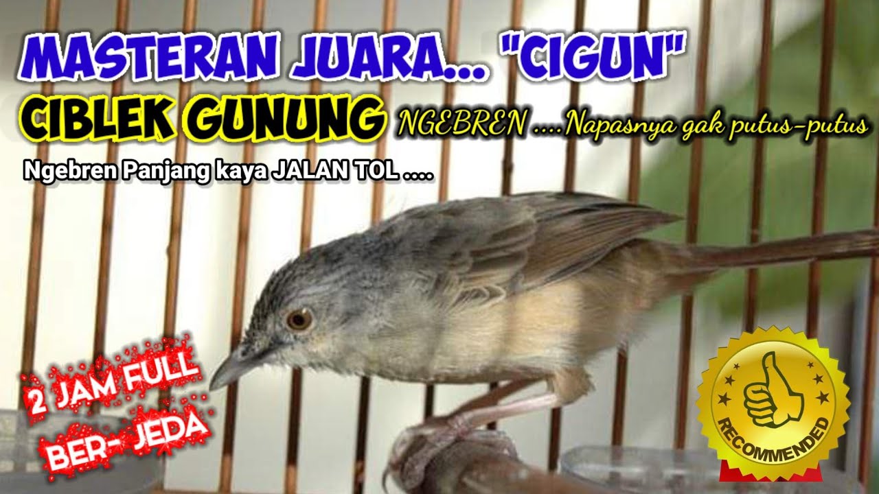 Masteran Jitu Ciblek Gunung Ngebren // Ngebren Panjang, Suara Jernih // 2 Jam ber-JEDA