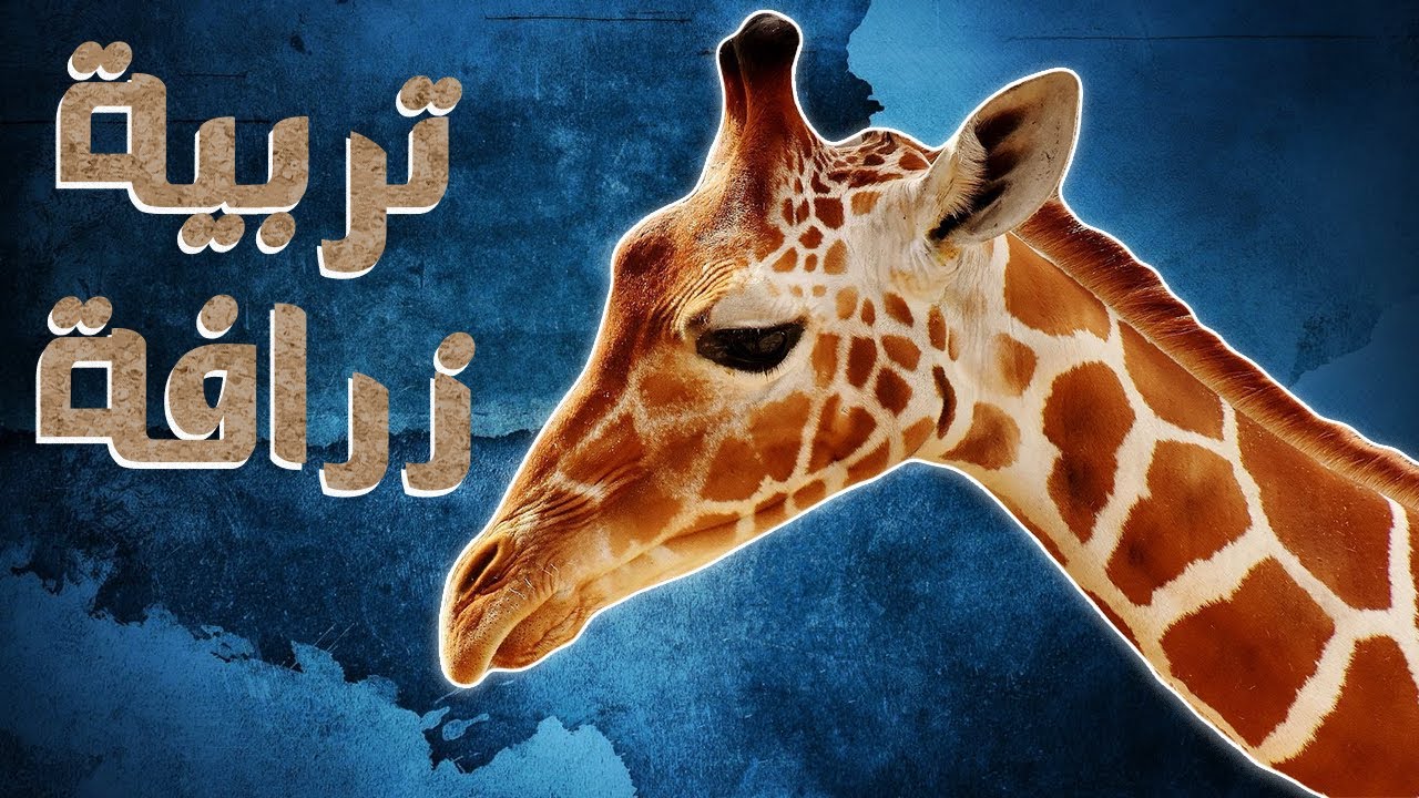 تربية زرافة