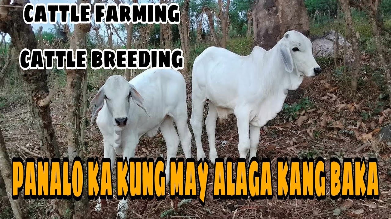 CATTLE FARMING || PANALO KA KUNG MAY ALAGA KANG BAKA!