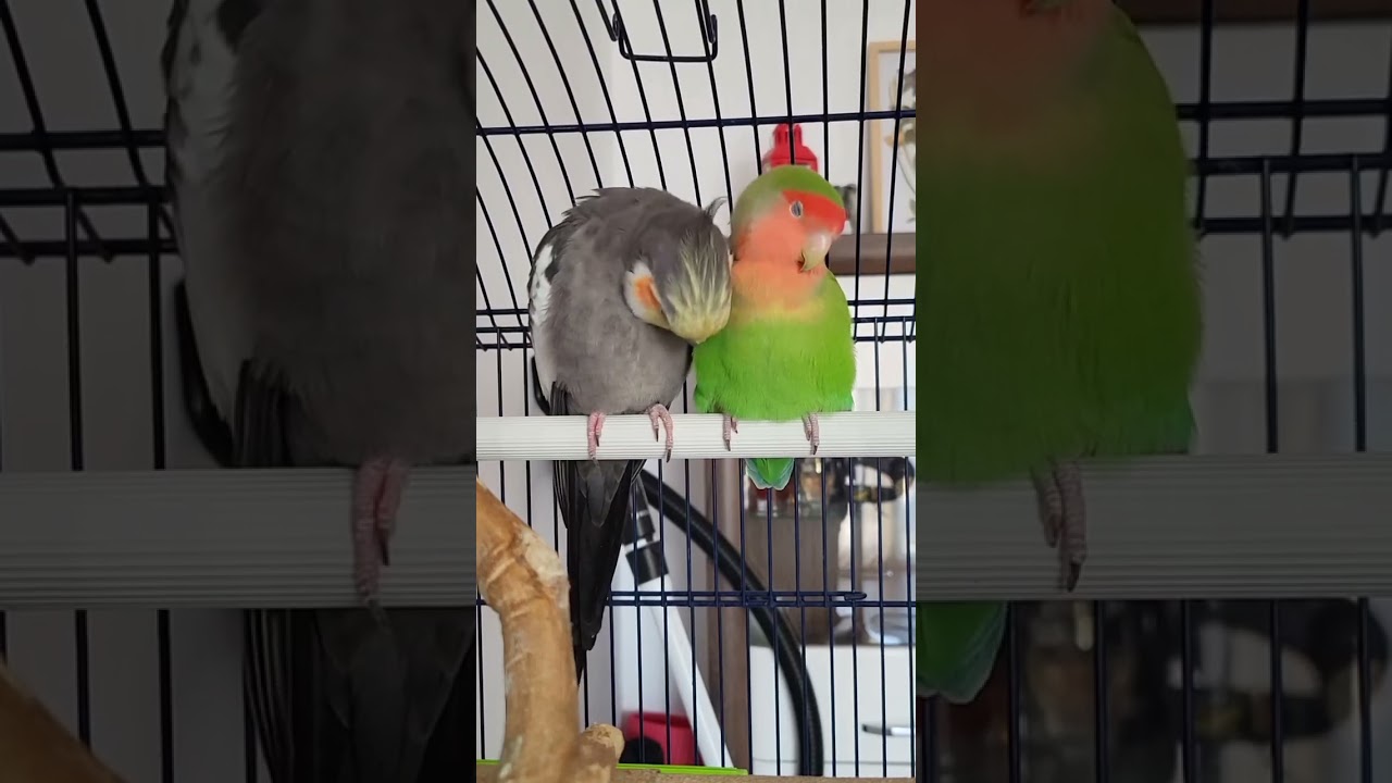 Cockatiel cross Love bird 🤣 🦜 #birds #shortsfeed #breeding #birdslover #funny
