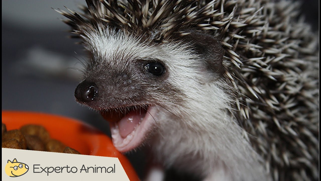 Erizo pigmeo africano - Mascotas exóticas